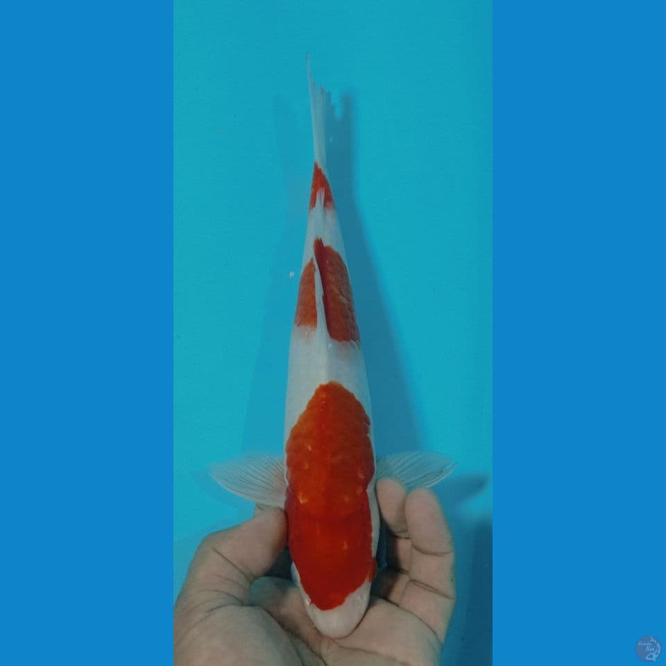 kohaku 28