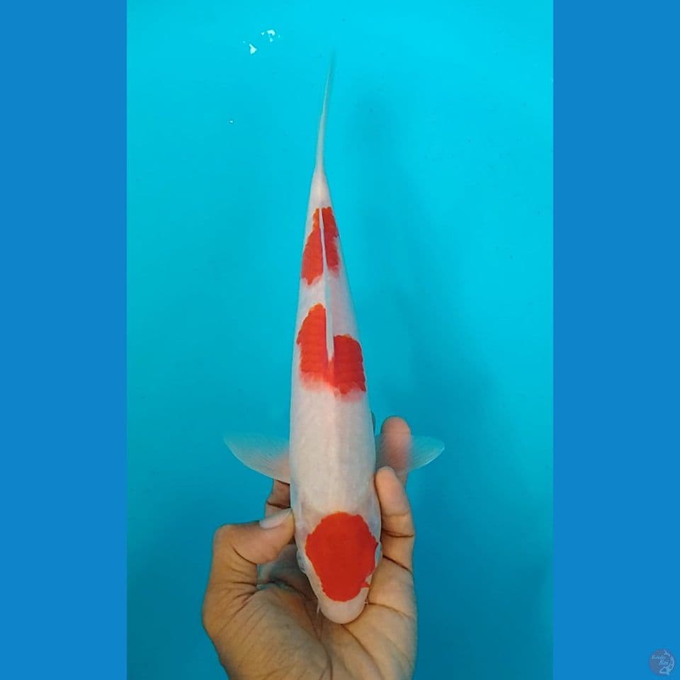 kohaku maruten size :27 cm m