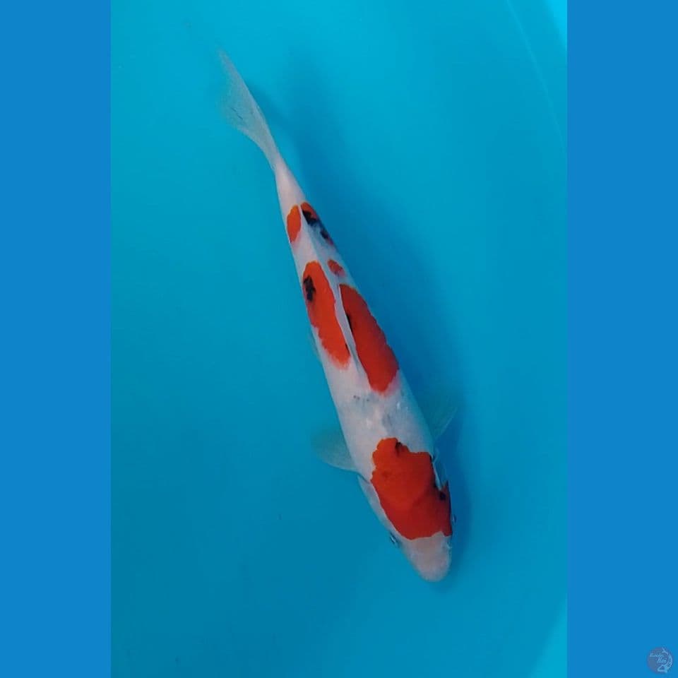 sanke size : 29 cm/m