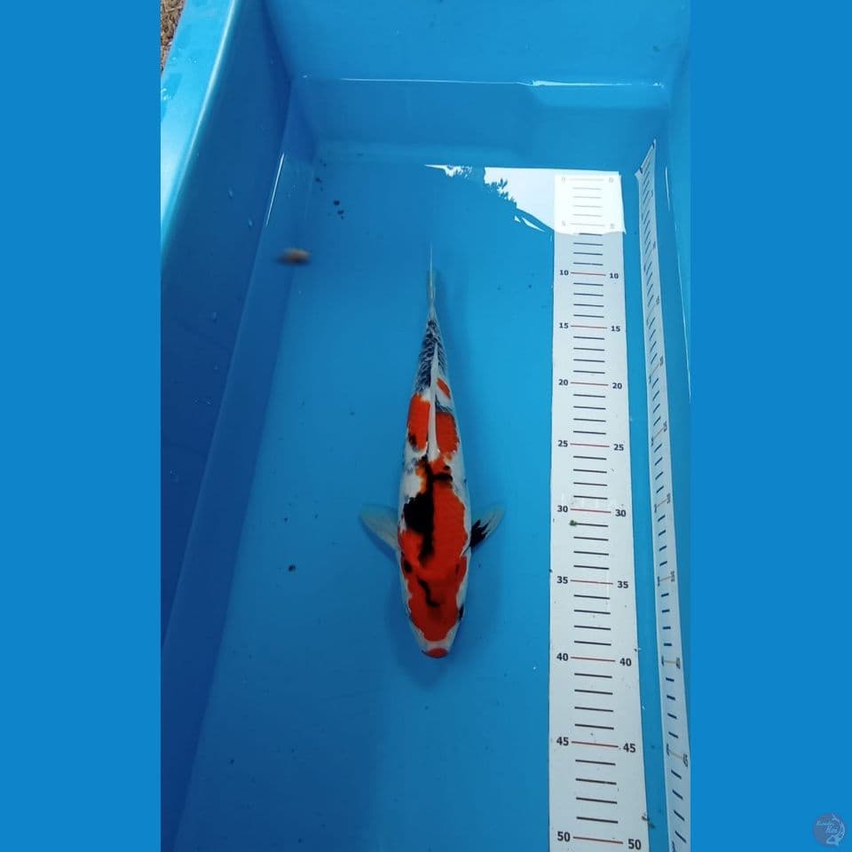 Showa Calon Super Male 31cm™