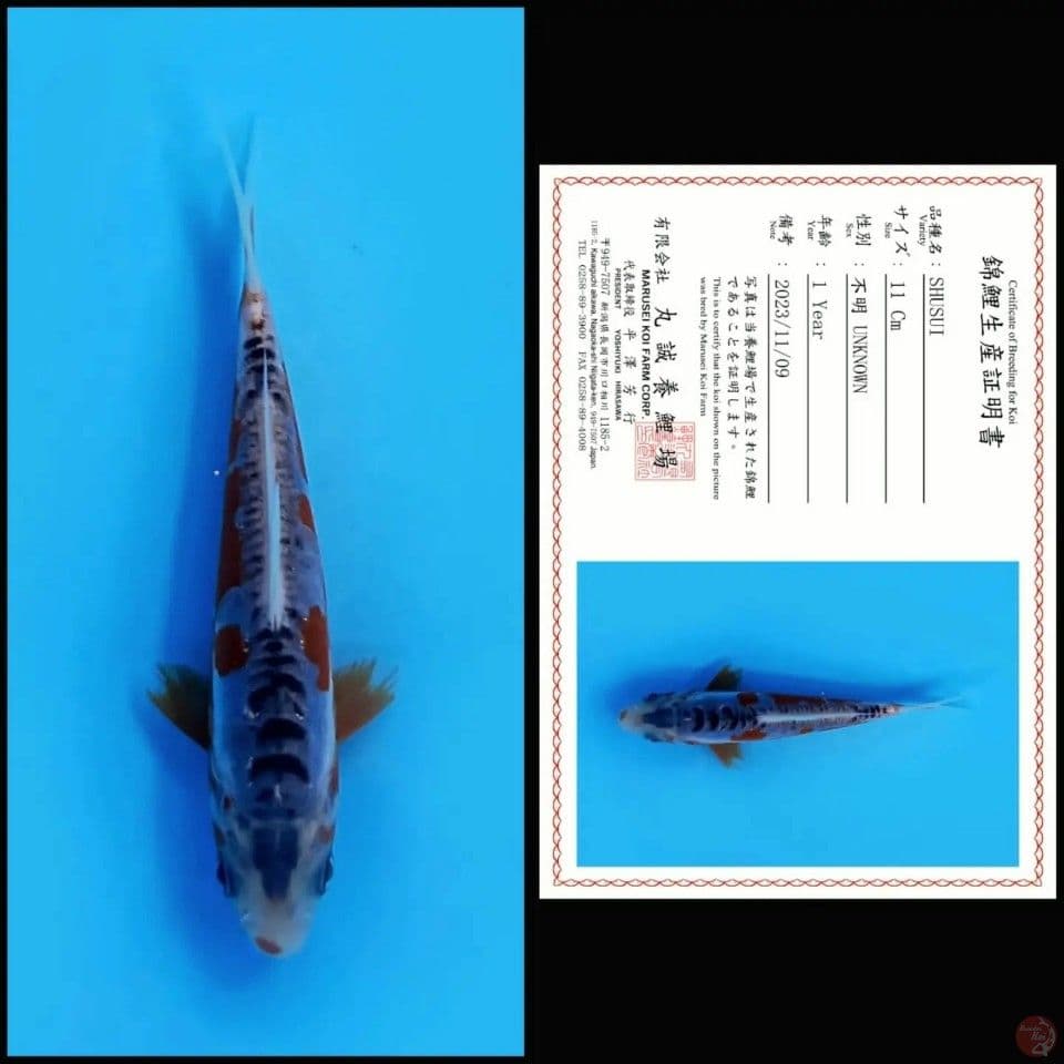 shusui bloodline marusei