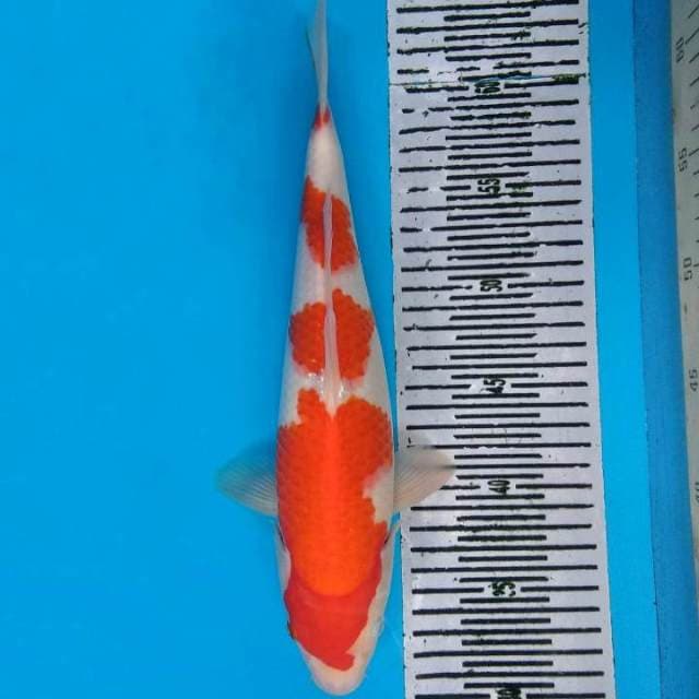 Kohaku yondan