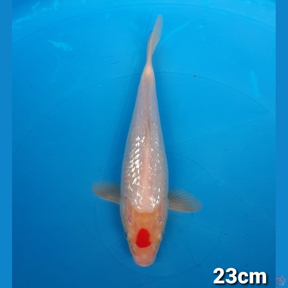 TANCHO KOHAKU GINDRIN 23CM (MALE)