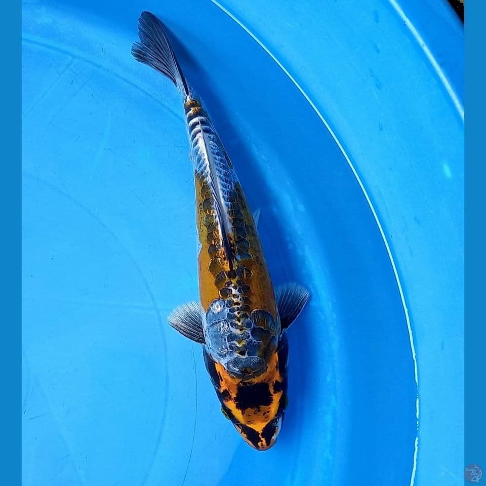 KIKO 27CM