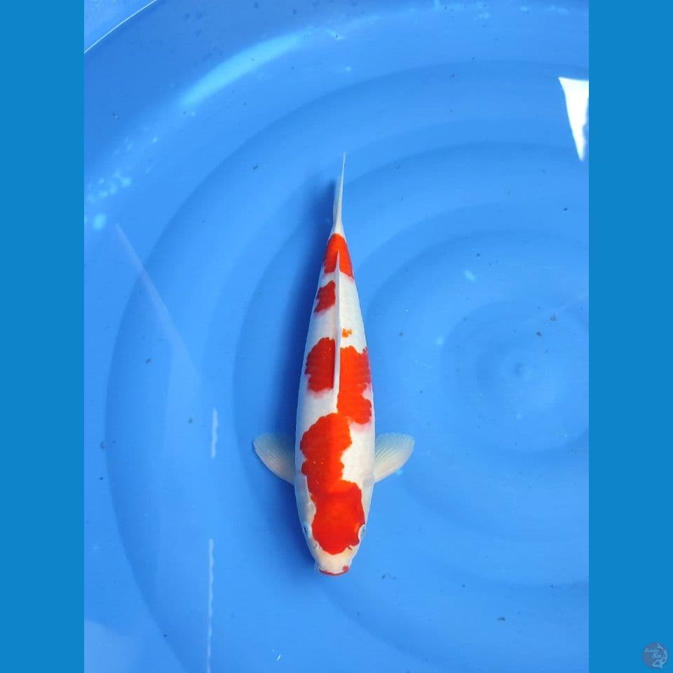 kohaku 35cm/Male