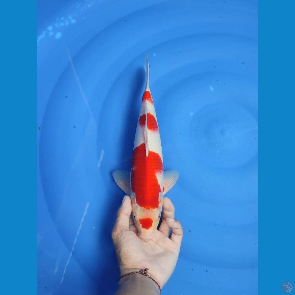 kohaku 31cm/MALE