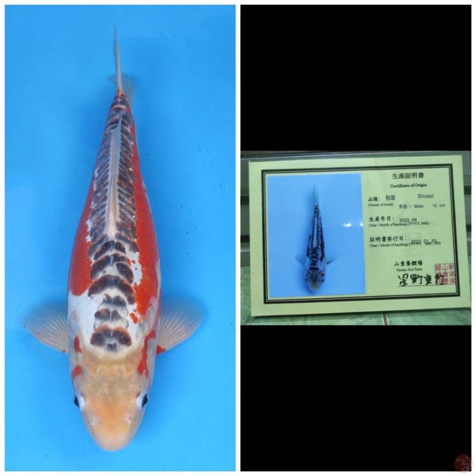 Yamaju Shusui