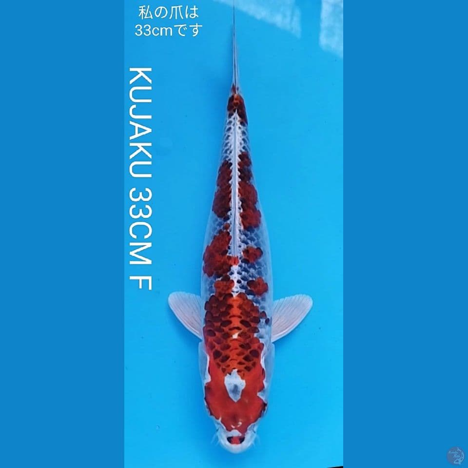RED KUJAKU 33CM