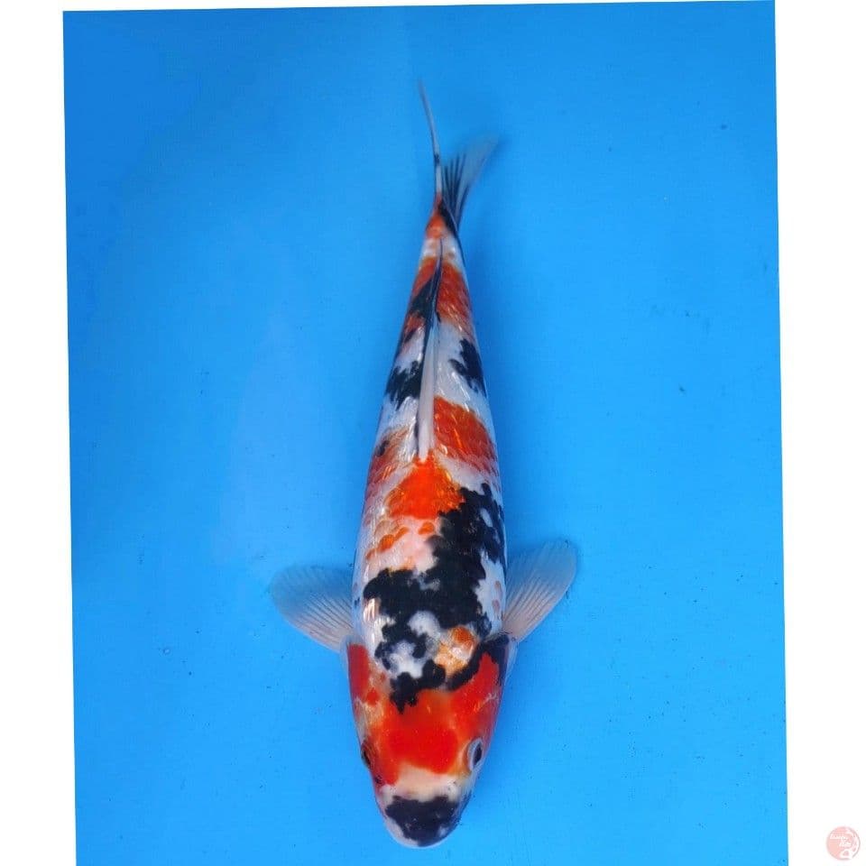 Ogata Showa Ginrin