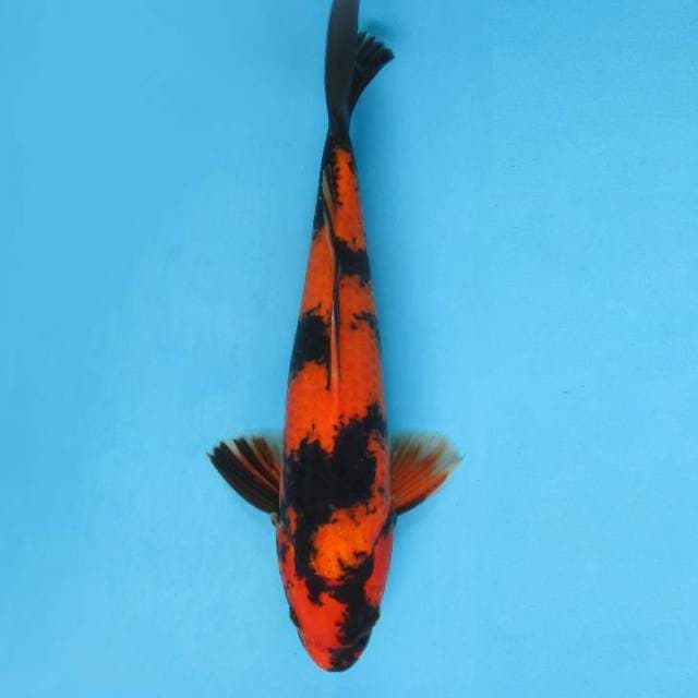 HI UTSURI GOOD