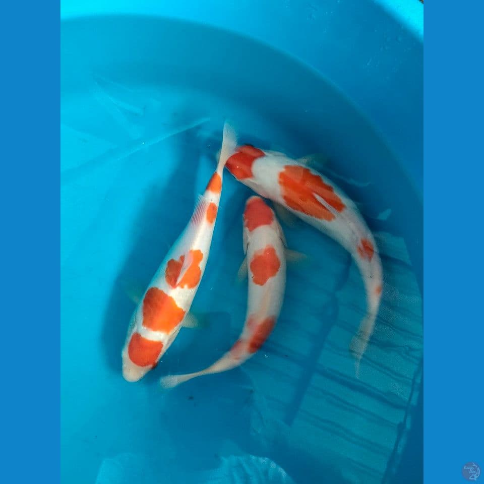 red kohaku ceplok"