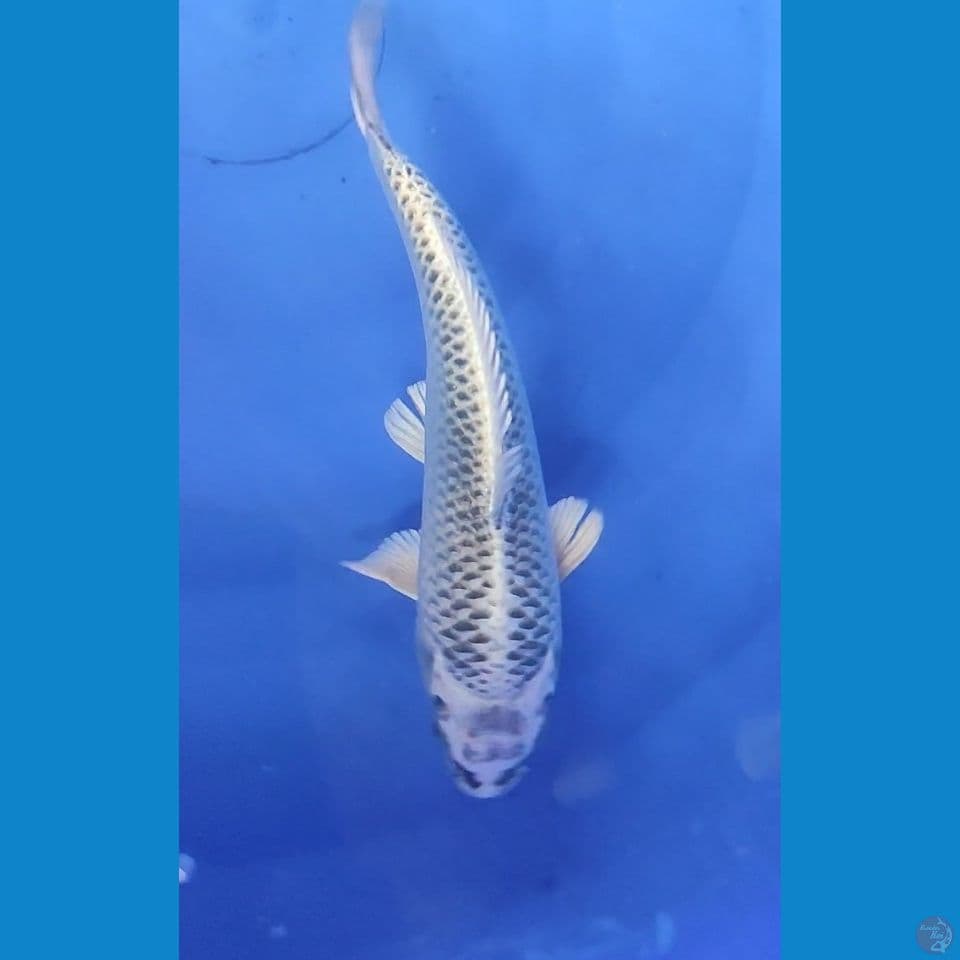 Gin Matsuba 26 cm Female