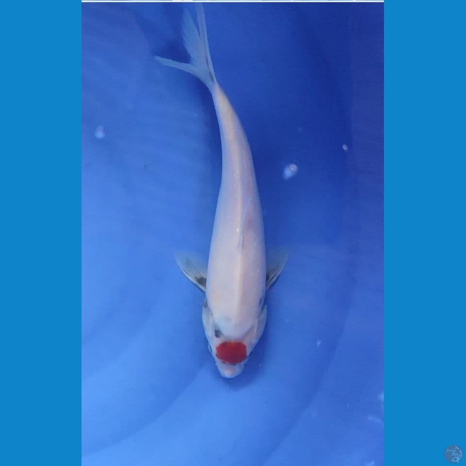 Original Tancho Showa tategoi prospek 26 cm Jantan