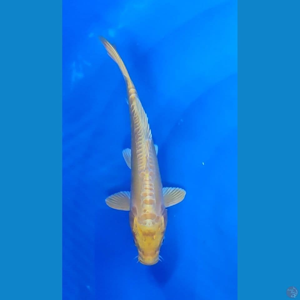 Yamabuki Ogon DOITSU emas Cakep 27 cm Jantan
