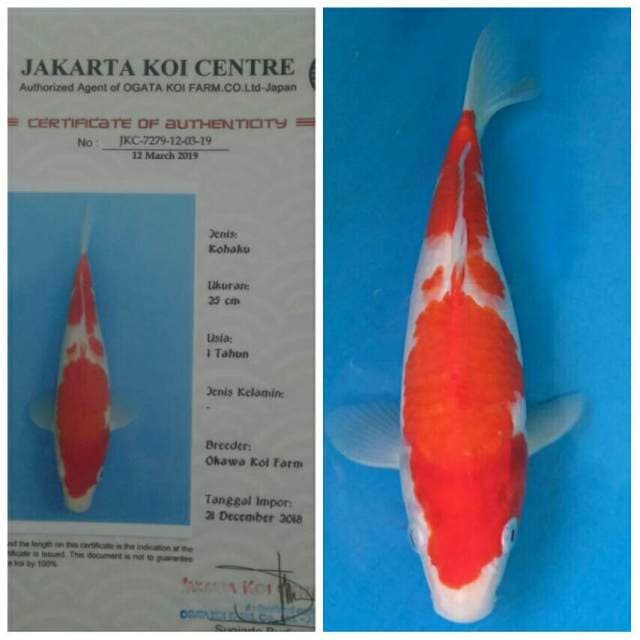 Okawa Kohaku