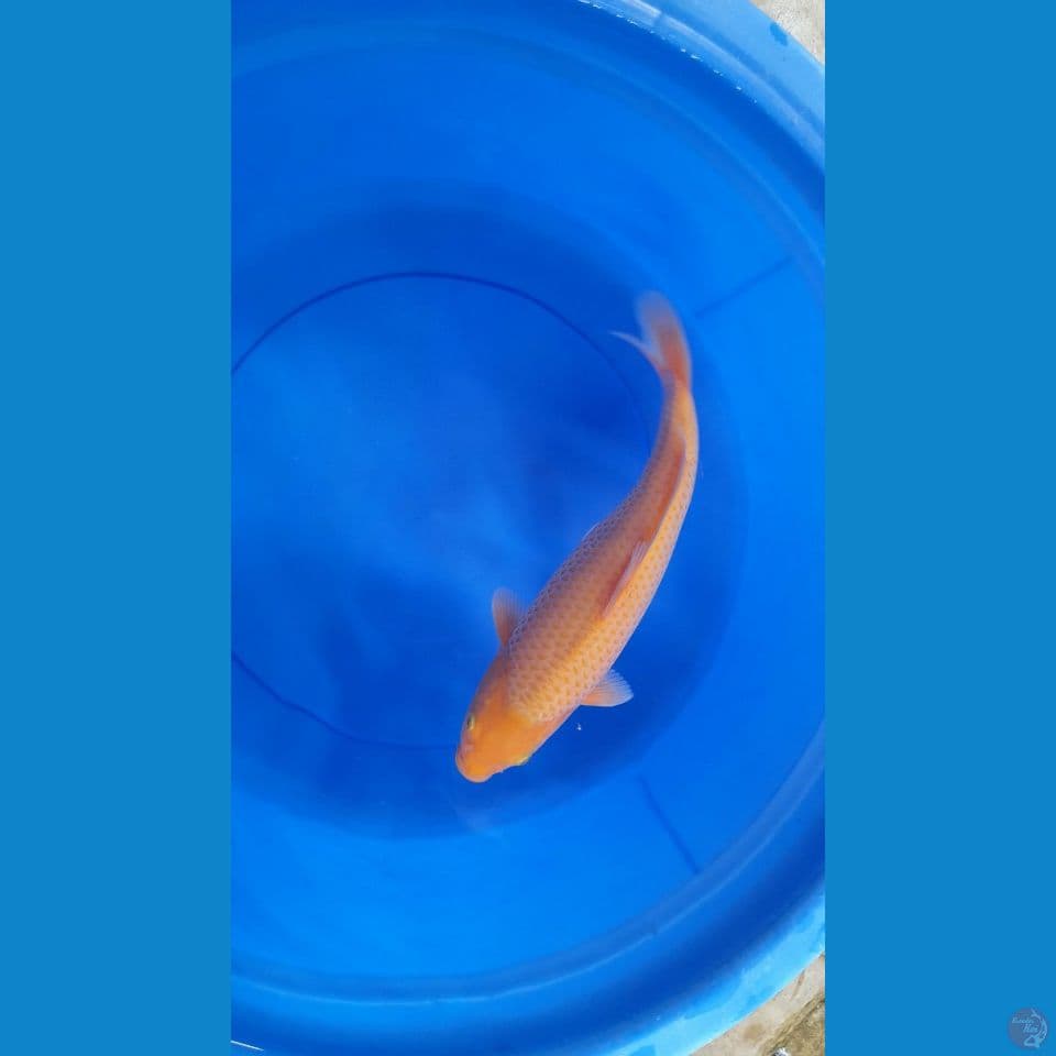 33cm Red Karasi