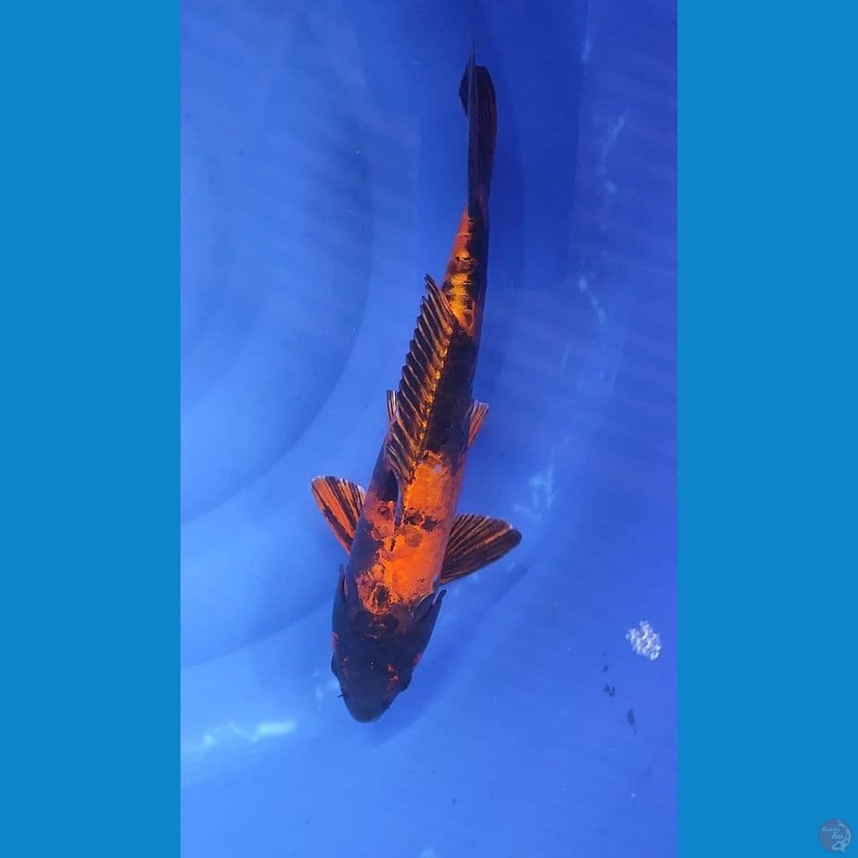 HiUtsuri DOITSU 35 cm Jantan