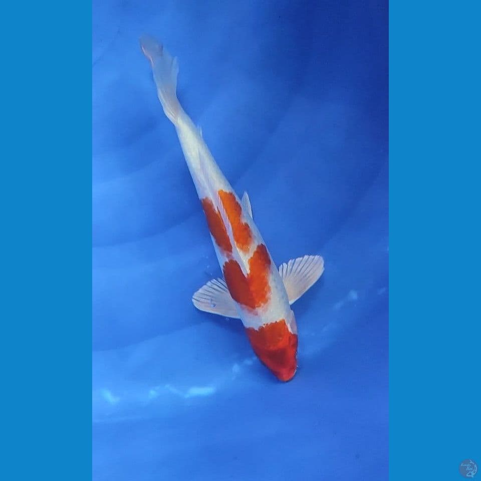 KiKhusui 3 Step 28 cm Jantan
