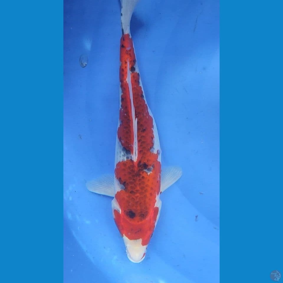 Ghosiki 32 cm Female