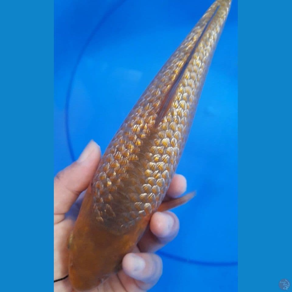25cm Caramel gindrin punuk
