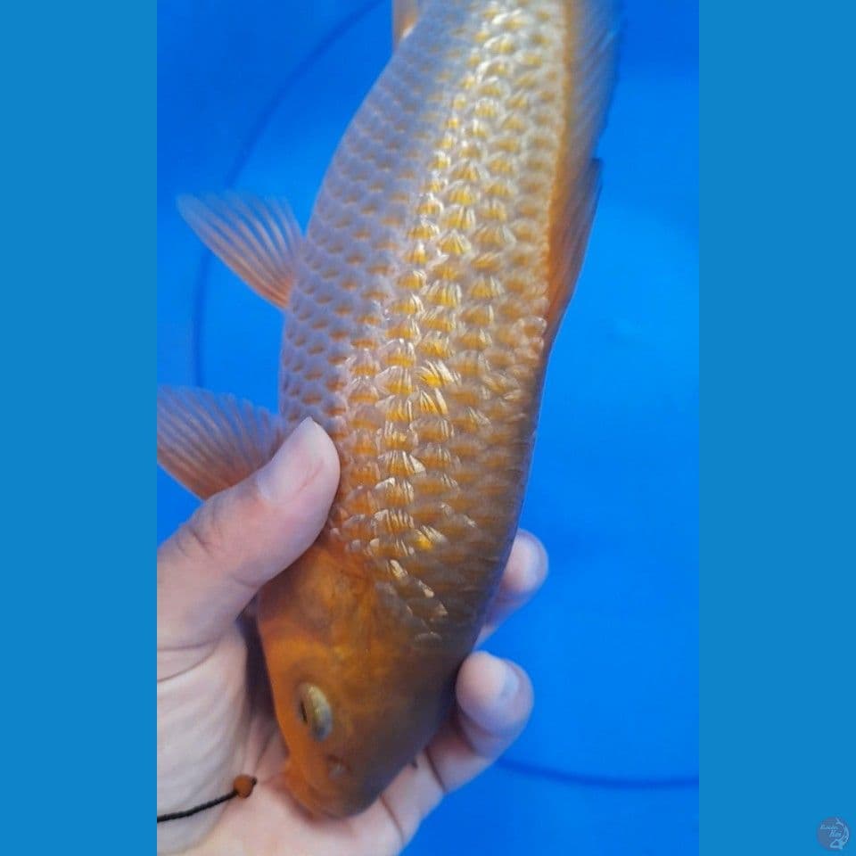 25cm Caramel gindrin punuk