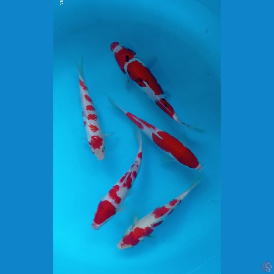 mix 25,27