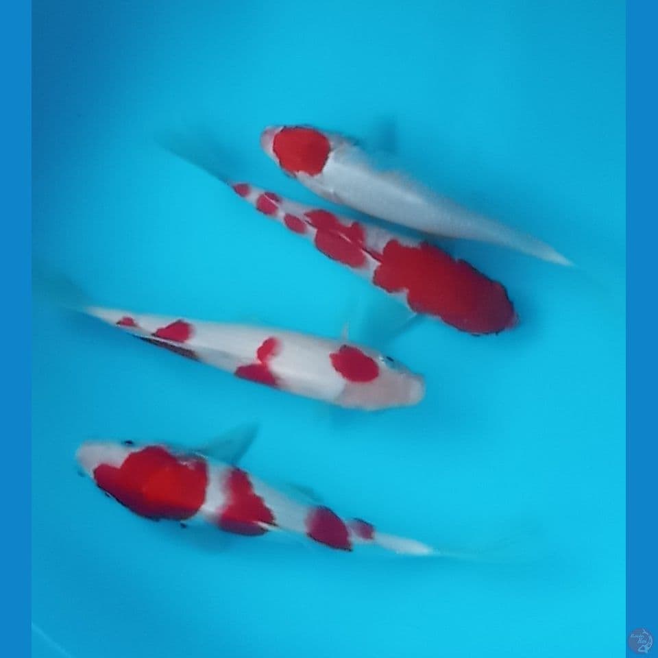 mix koi 22,23