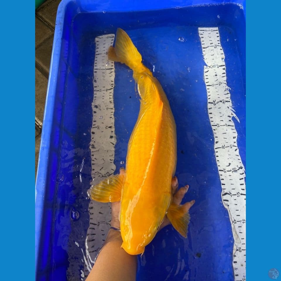 50 cm karashi