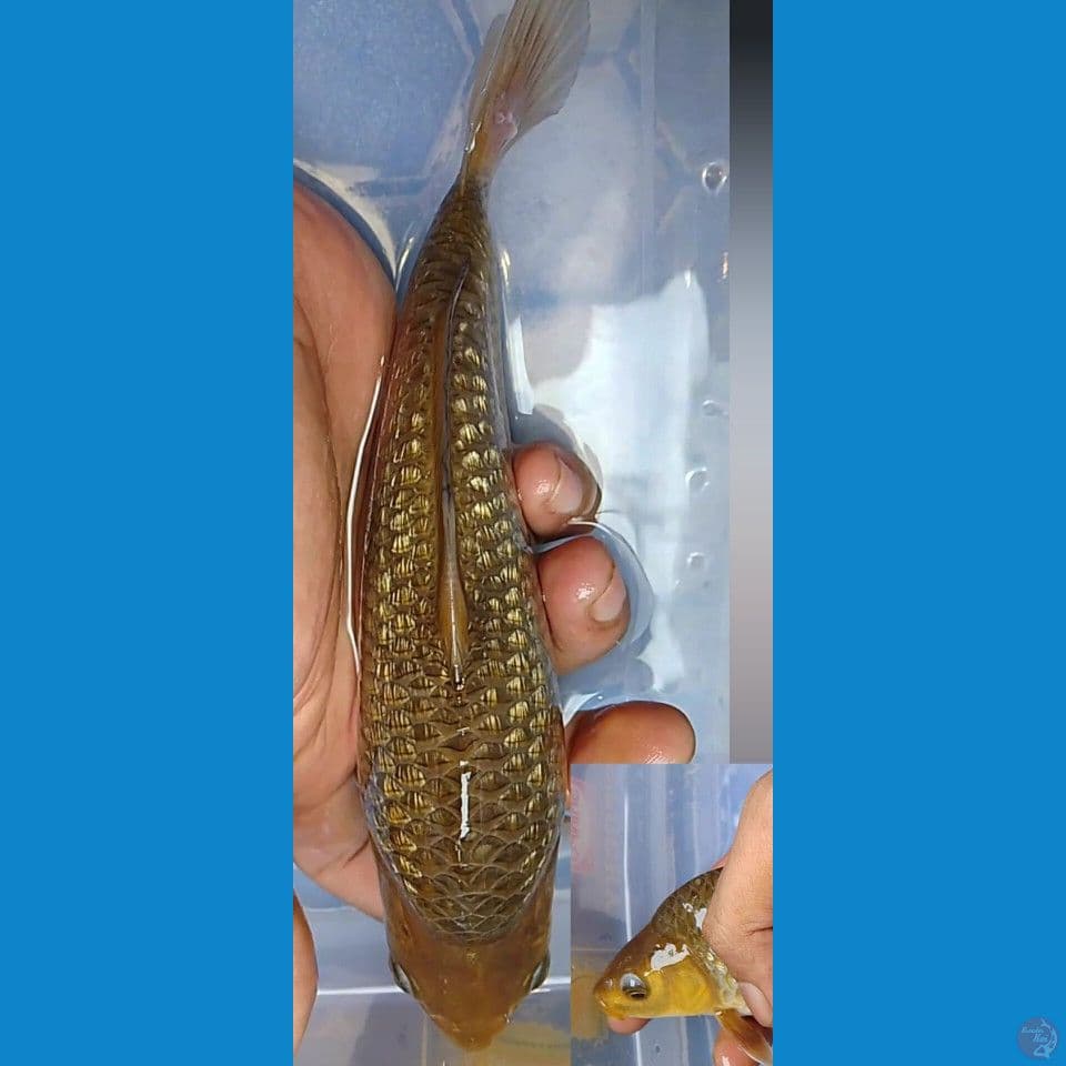 ginrin caramel punuk