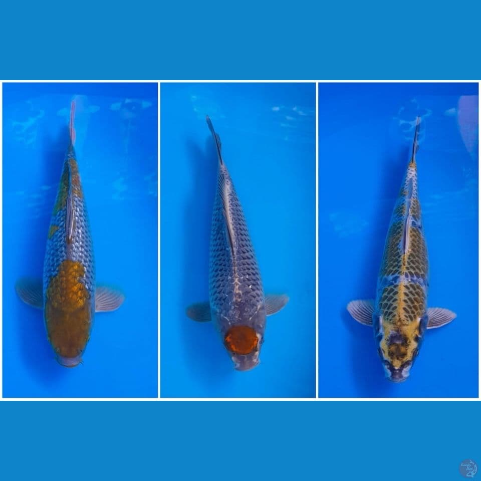32 37cm 3 ekor
