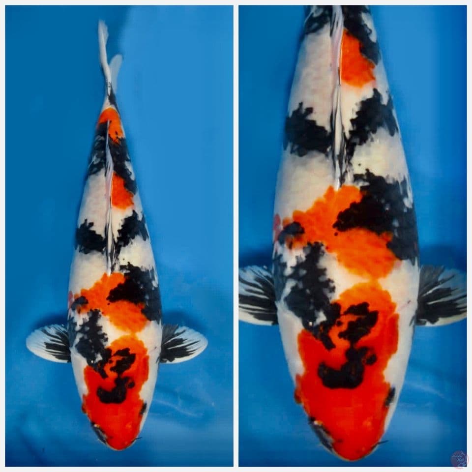 Showa super jumbo 63cm