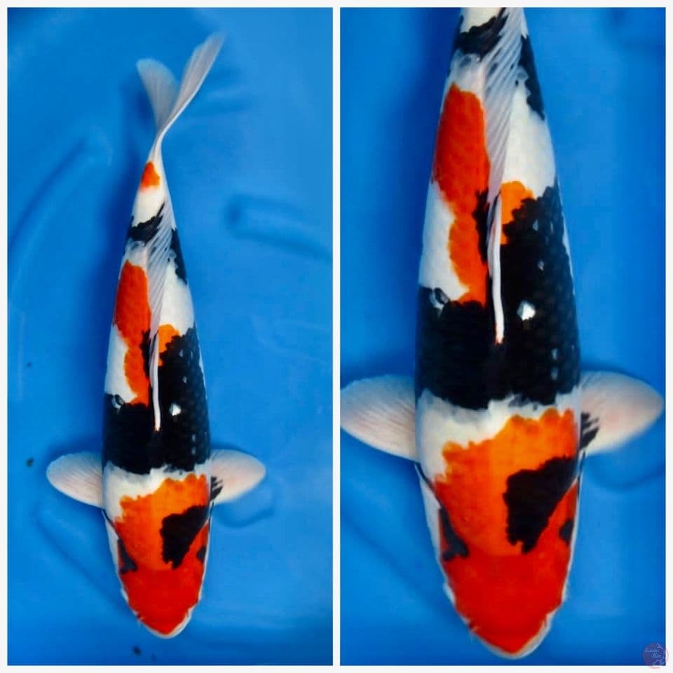 Showa jumbo 60cm male