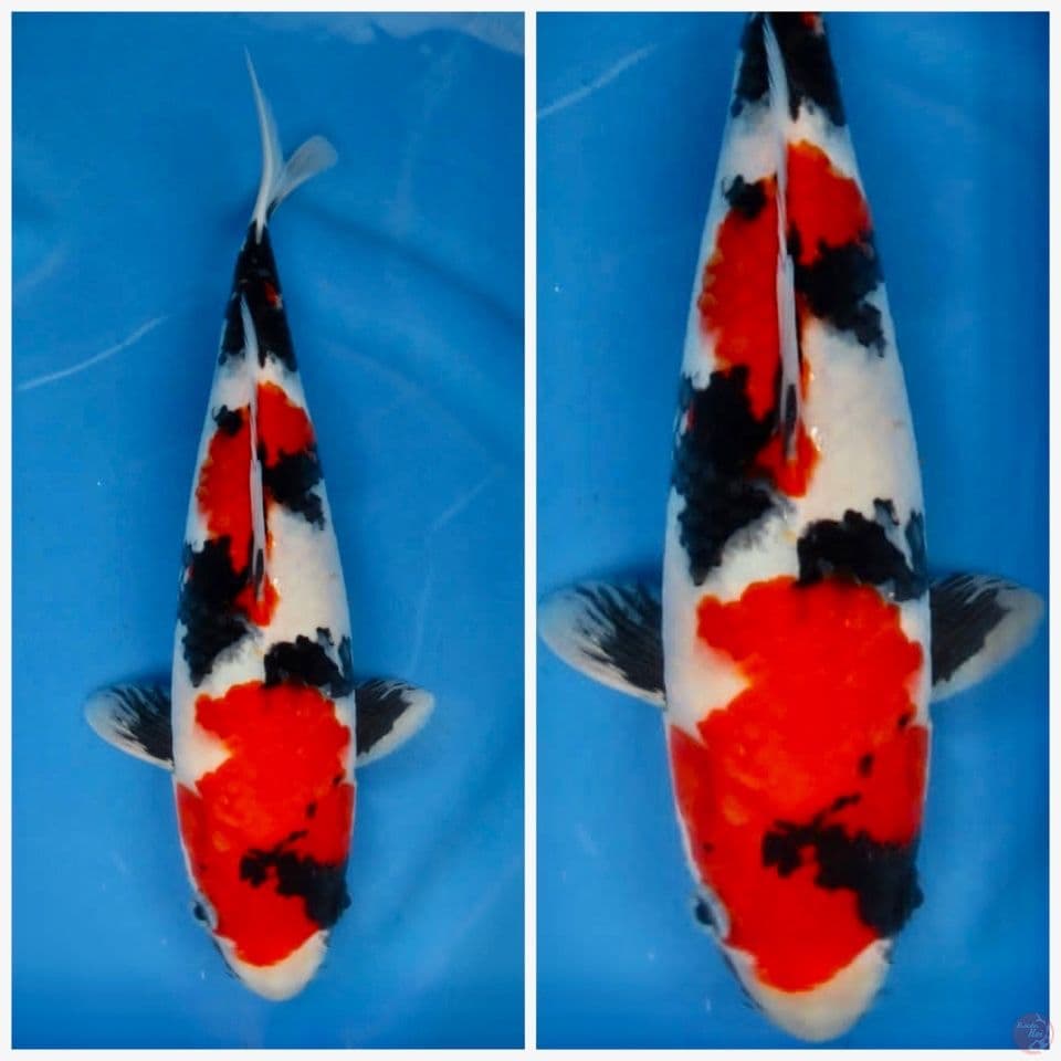 Showa super red 30cm male