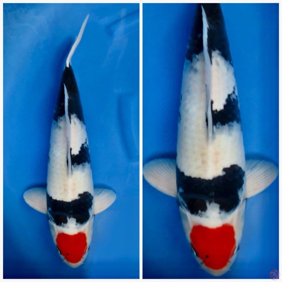 Tancho showa 52cm male