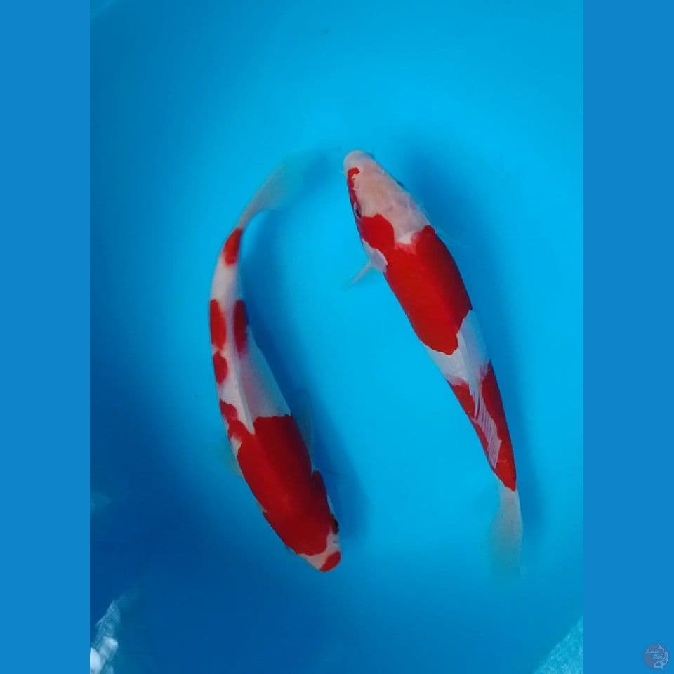 kohaku size : 22 23 cm