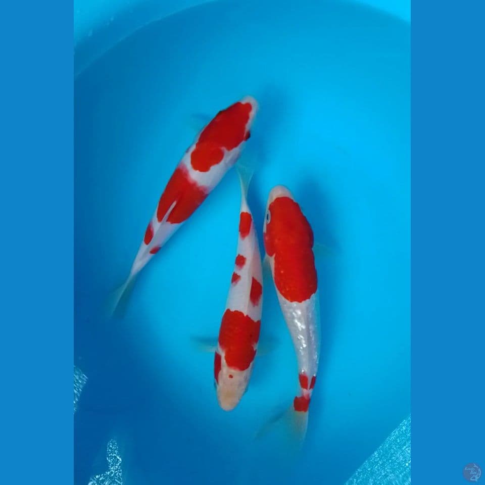 kohaku size : 20 23 cm