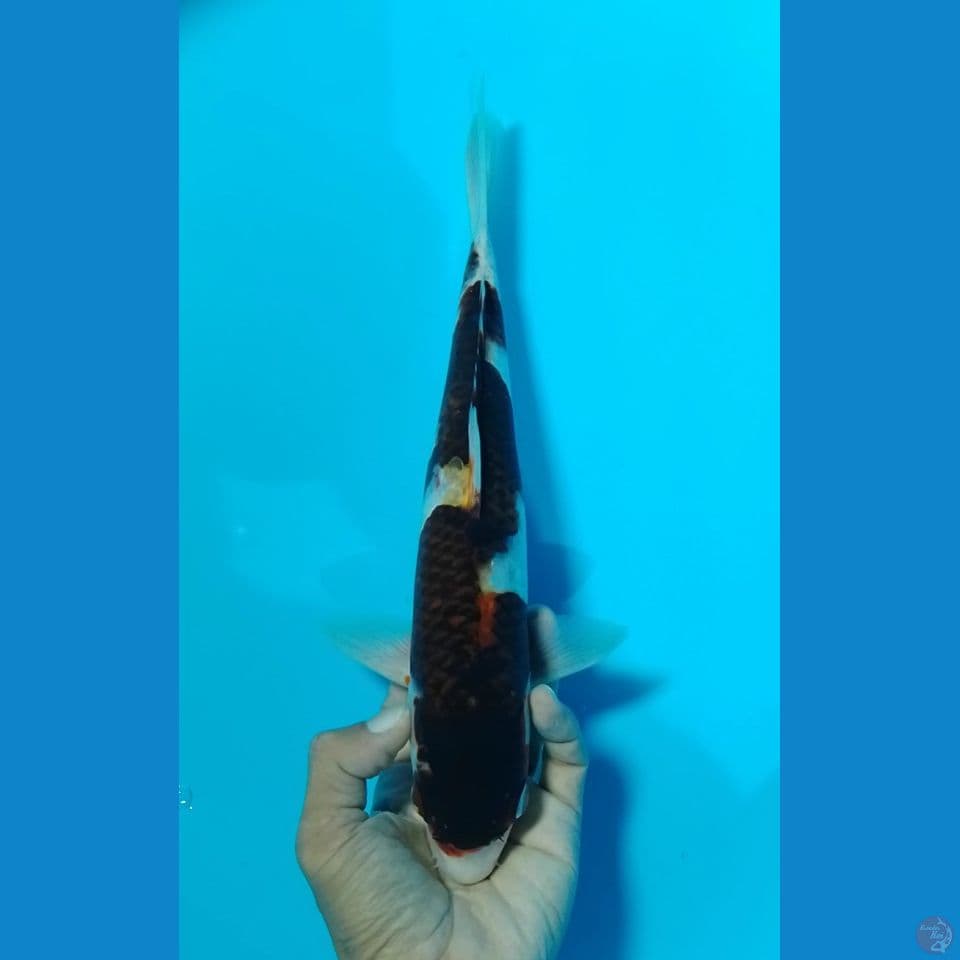 goromo size : 30 cm m