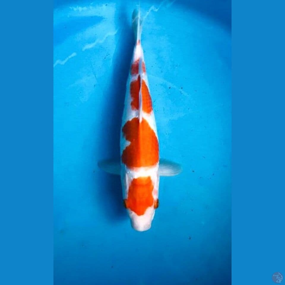 kohaku 30cm