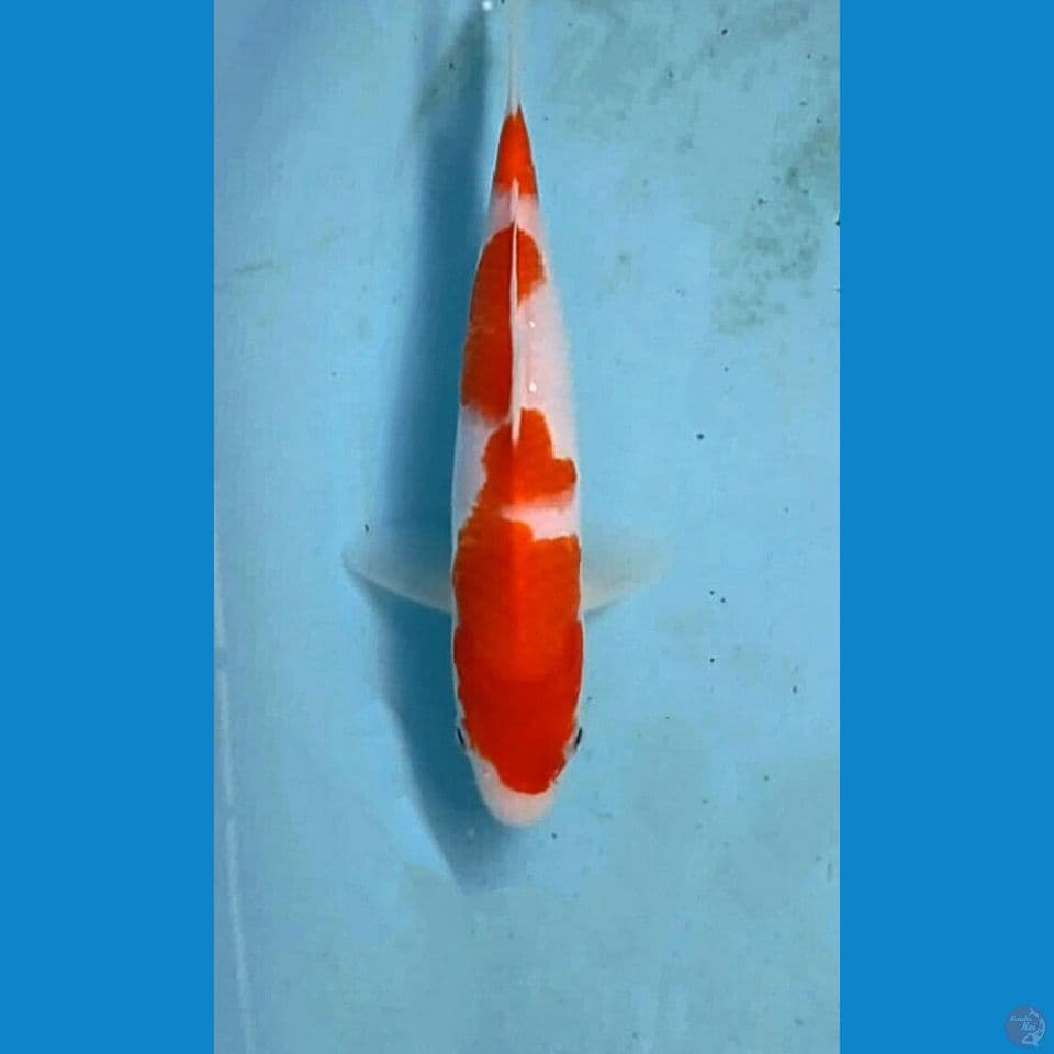kohaku, 21 cm