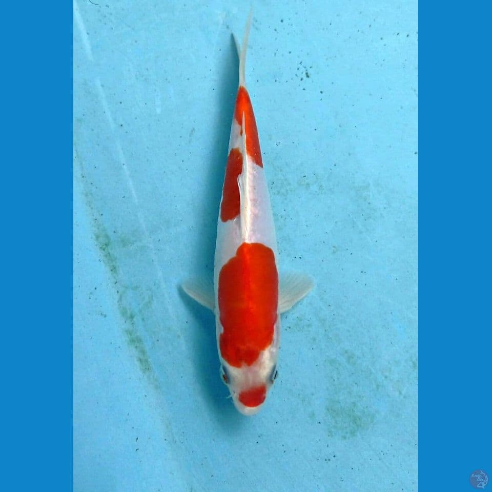 kohaku doitsu, 19 cm