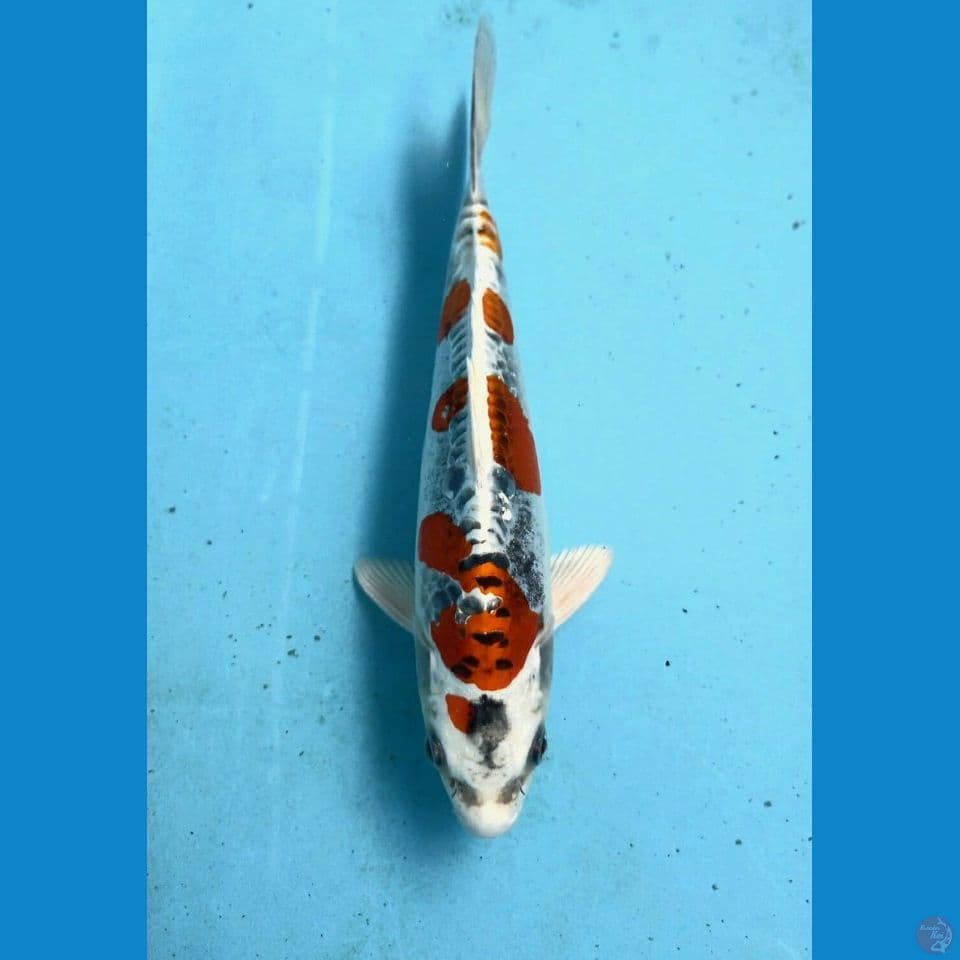 kikokuryu, 23 cm