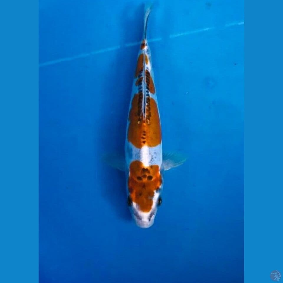 kiko 23cm
