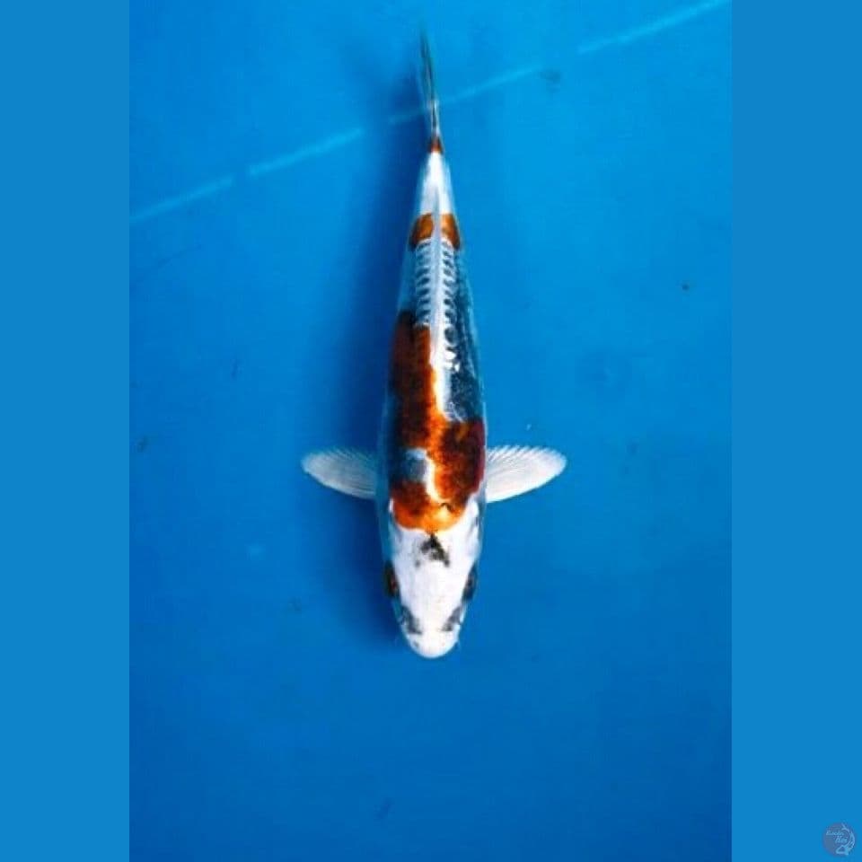 kiko 19cm