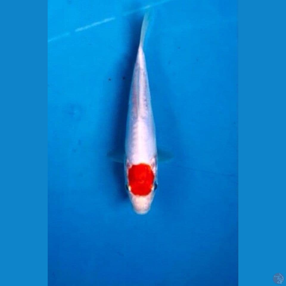 tancho kohaku doit 15cm