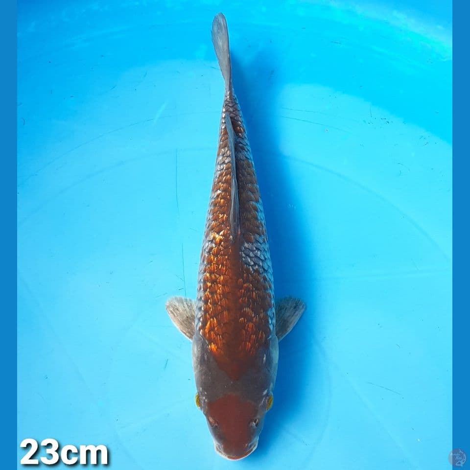 OCHIBA GINDRIN 23cm (FEMALE)