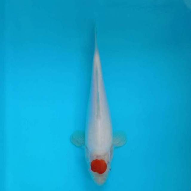 Tanco kohaku original 25 cm