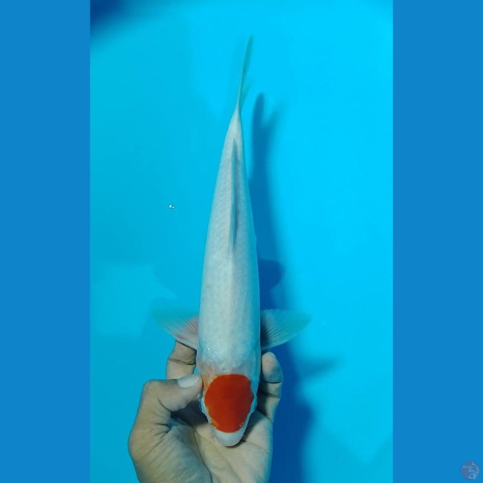 TC kohaku size : 29 cm/m