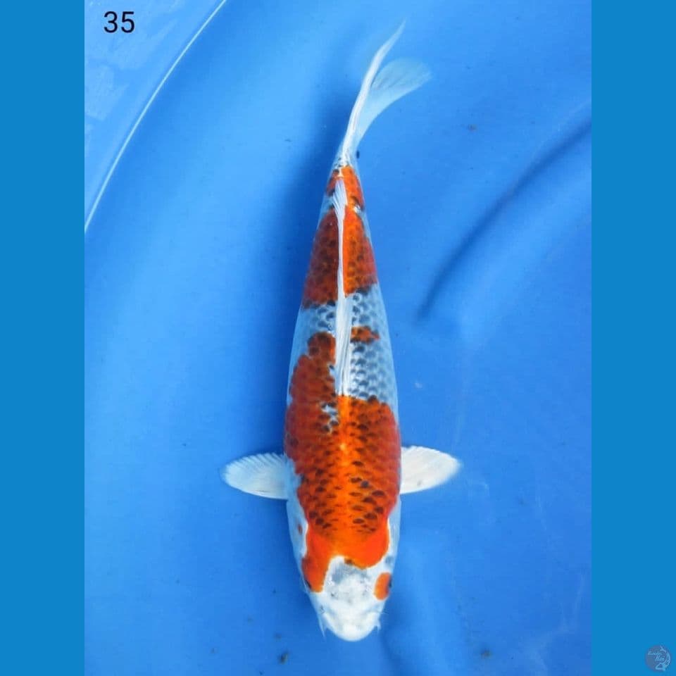 35cm - Red Kujaku