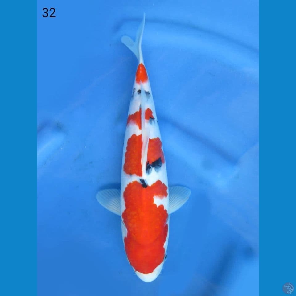 32cm - super sanke