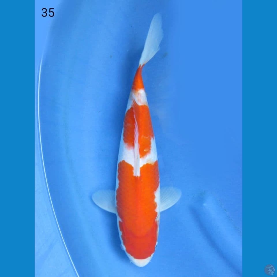 35cm - Sandan kohaku